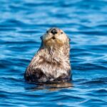 Private Charter Scenic Wildlife Excursion for Cruise Passengers - What the Reviews Say