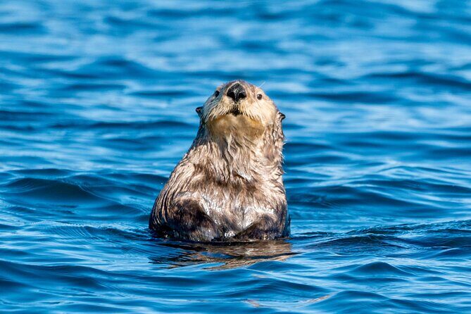 Private Charter Scenic Wildlife Excursion for Cruise Passengers - What the Reviews Say