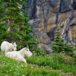 Private Chauffeur / Tour Guide Luxurious SUV Customizable - What Past Travelers Say