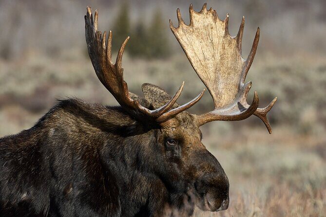 Private, Custom Yellowstone Wildlife Tours & Photo Safaris - Who Will Love This Tour?