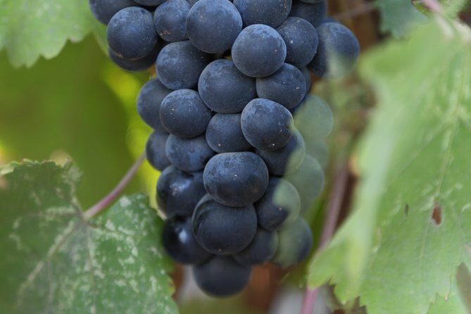 Private, Customized Napa Valley Wine Tasting Tour 6To14 passenger - Whats Included and Whats Not