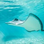 Private Discovery of the Marine Fauna of Moorea - Why This Tour Offers Great Value