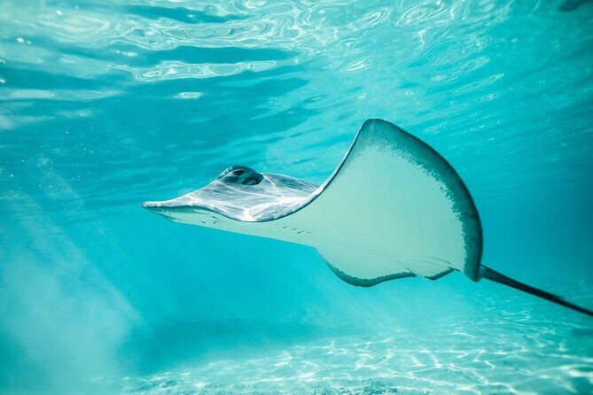 Private Discovery of the Marine Fauna of Moorea - Why This Tour Offers Great Value