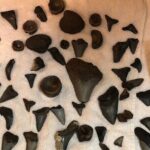 Private Dolphin, Lighthouse and Shelling Adventure (Folly Beach) - FAQs