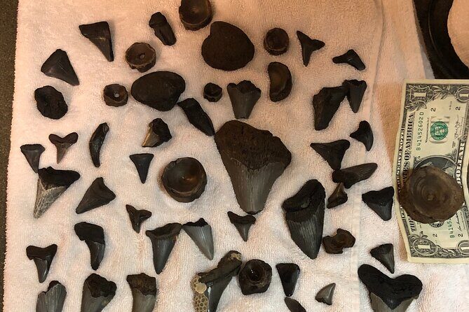 Private Dolphin, Lighthouse and Shelling Adventure (Folly Beach) - FAQs