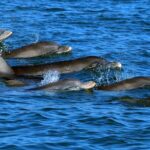 Private Dolphin Playground Safari - The Itinerary & Its Highlights