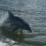 Private Dolphin Sightseeing Excursion - Who Should Consider This Tour?