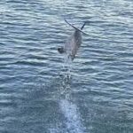 Private Dolphin Sightseeing Tour for up to 6, Pensacola Bch - The Value Proposition