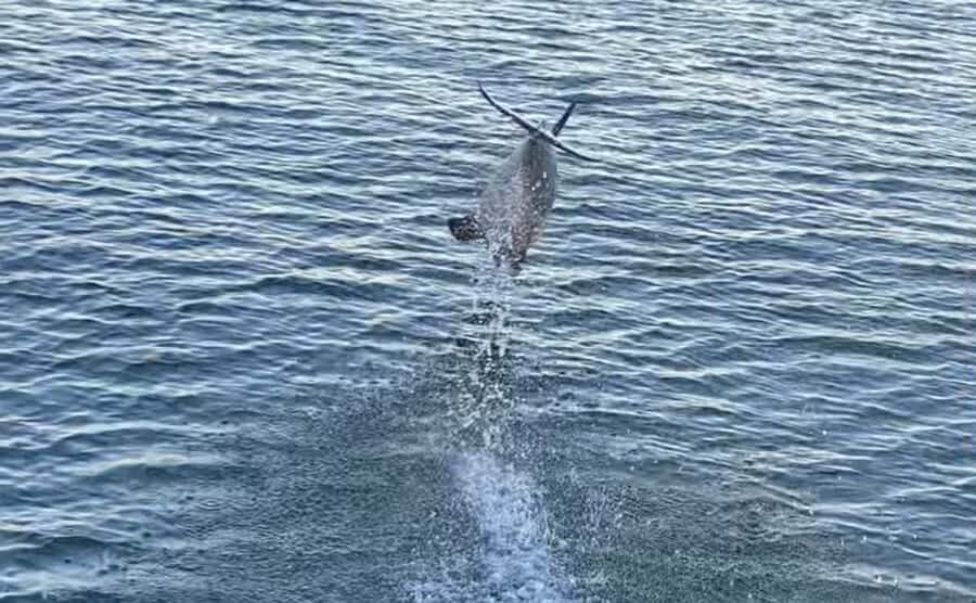 Private Dolphin Sightseeing Tour for up to 6, Pensacola Bch - The Value Proposition
