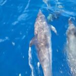 Private Dolphin Watch Boat Tour Port Aransas Texas - Final Thoughts: Is This the Tour for You?