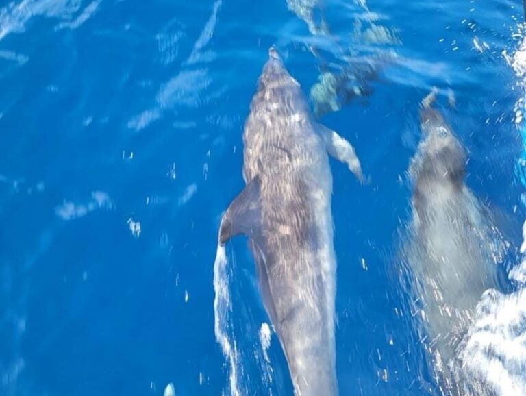 Private Dolphin Watch Boat Tour Port Aransas Texas - Final Thoughts: Is This the Tour for You?