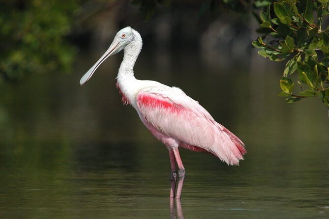 Private Everglades 10,000 Islands Photo and Birding Boat Safari - An In-Depth Look at the Tour