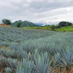 Private Experience to San Sebastián del Oeste - The Value of This Experience