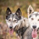 Private Fall Foliage Mushing Cart Ride in Fairbanks - Scenic Vistas and Changing Seasons