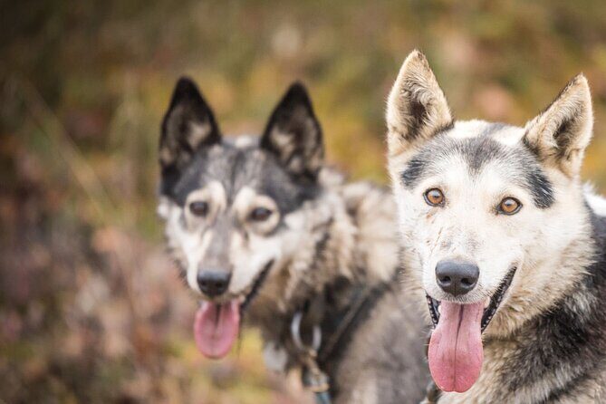 Private Fall Foliage Mushing Cart Ride in Fairbanks - Scenic Vistas and Changing Seasons