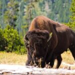 Private Full Day Luxury Tour at Yellowstone Park - Frequently Asked Questions