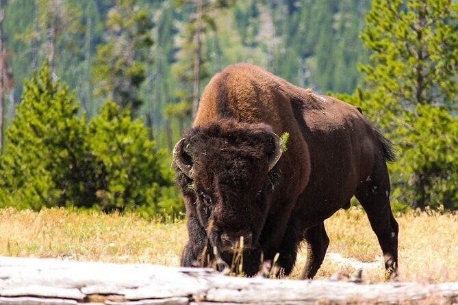 Private Full Day Luxury Tour at Yellowstone Park - Frequently Asked Questions