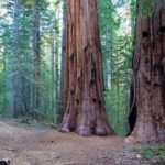 Private Giant Sequoia Grove Hike - FAQ