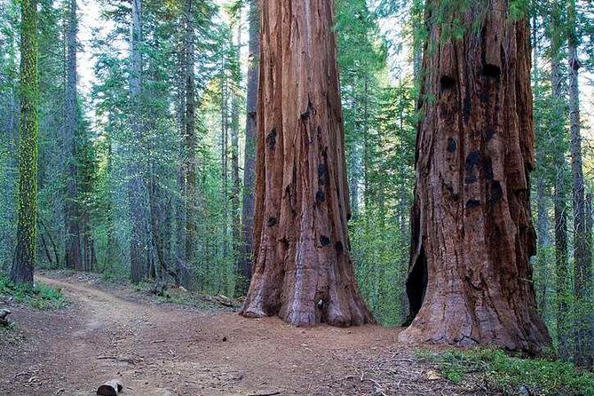 Private Giant Sequoia Grove Hike - FAQ