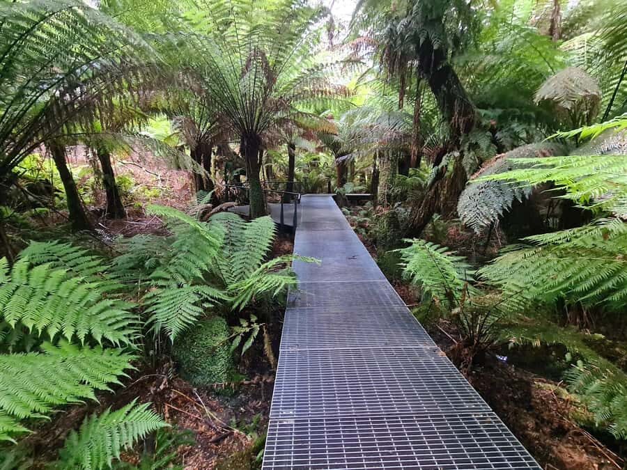 Private Great Ocean Road & 12 Apostles Experience - The Value of This Tour