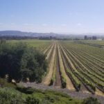 Private Group Wine Tour of Napa and Sonoma - The Experience in Practice