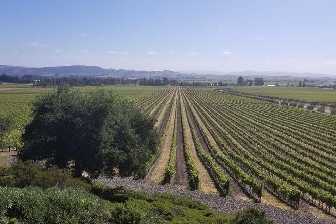 Private Group Wine Tour of Napa and Sonoma - The Experience in Practice