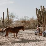 Private Guided Equine Meditation in Baja California - The Setting: Baja California Sur’s Backcountry