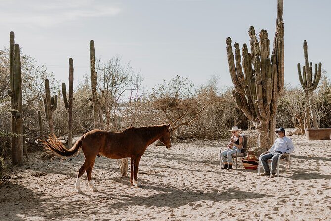 Private Guided Equine Meditation in Baja California - The Setting: Baja California Sur’s Backcountry