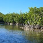 Private Guided Mangrove Eco-Tour Adventure - Who Is This Tour Best For?