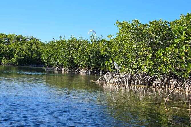 Private Guided Mangrove Eco-Tour Adventure - Who Is This Tour Best For?