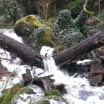 Private Guided Rainforest Hike in Victoria - The Experience Through Travelers’ Eyes