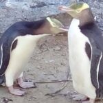 Private Guided Tour of Dunedin City Heritage and Unique Wildlife and Scenery - Frequently Asked Questions