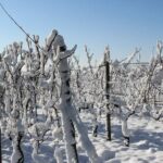 Private Half-Day Custom Wine Tasting Tour of Niagara-on-the-Lake - Analyzing the Price and Value