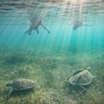 Private Half Day Swim with Turtles and Cenote - An Honest Look at the Tour
