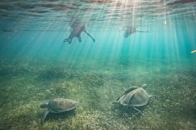 Private Half Day Swim with Turtles and Cenote - An Honest Look at the Tour