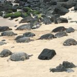 Private Halfway to Hana Tour - What You’ll Experience at Each Stop