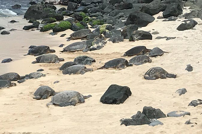 Private Halfway to Hana Tour - What You’ll Experience at Each Stop