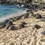 Private Hana Highway Highlights - Who Will Love This Tour?