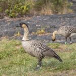 Private Hilo Cruise Special - Waterfalls and Volcanoes - Who Should Consider This Tour?