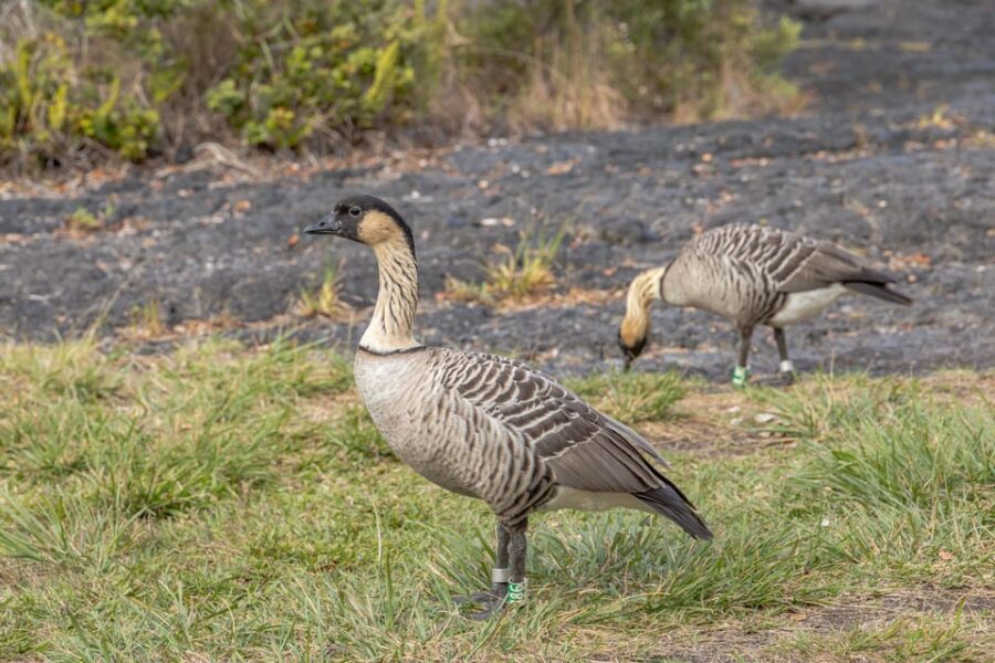 Private Hilo Cruise Special - Waterfalls and Volcanoes - Who Should Consider This Tour?