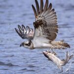 Private Historical Wildlife and Dolphin Cruise South Padre Island - Who Will Love This Tour?