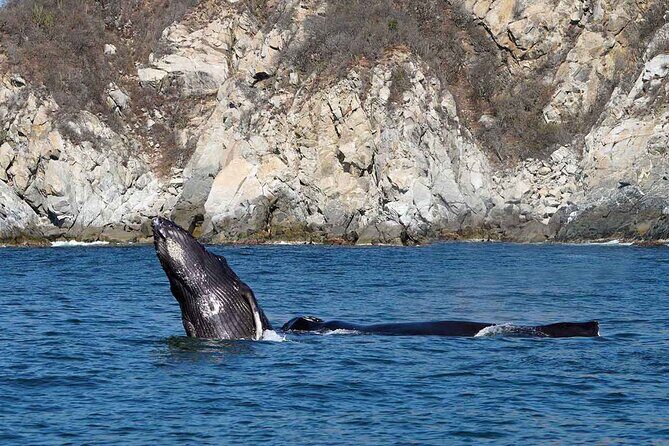 Private Huatulco Whale & Dolphin Adventures - Who Will Love This Tour?