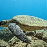 PRIVATE Introductory Discover Scuba Diving For Beginners - Final Thoughts