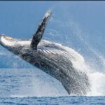 Private Kaikoura Whale Watching Day Trip From Christchurch - What We Think About the Value