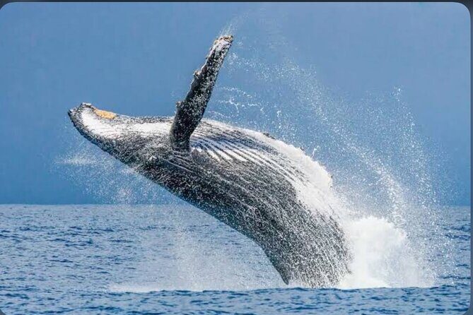 Private Kaikoura Whale Watching Day Trip From Christchurch - What We Think About the Value