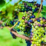 Private Kelowna Sip Tour - Who Would Enjoy This Tour?