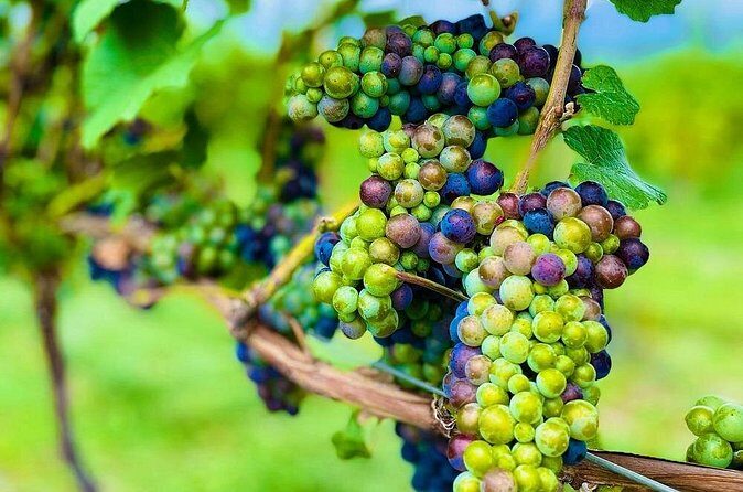 Private Kelowna Sip Tour - Who Would Enjoy This Tour?