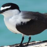 Private Key West National Wildlife Refuge Eco Trip - Who Is This Tour Best For?