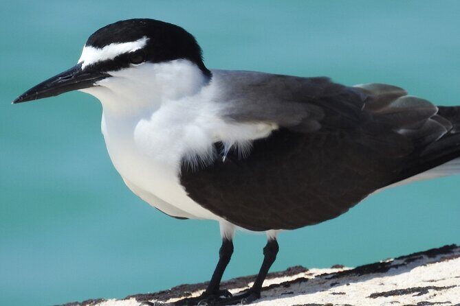 Private Key West National Wildlife Refuge Eco Trip - Who Is This Tour Best For?