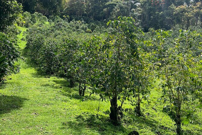 Private Kona Cruise Ship Excursion Kona up to 14 People - Analyzing the Value and Experience